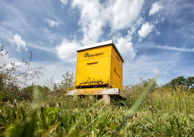 Wir beheimaten auf unserem Firmengelände ein ganzes Bienenvolk sowie ein Insektenhotel…
