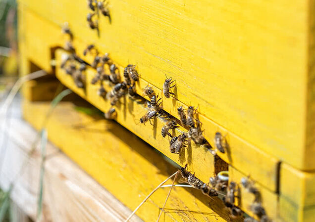 … damit erhalten wir nicht nur hauseigenen Honig, sondern leisten auch einen wichtigen Beitrag zum Artenschutz.